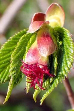 American Hazelnut Filbert (Corylus Americana) - 3 Pack Of 1.5 Quart Pots -Orchard Essence corylus american american hazelnut fall leaves 8
