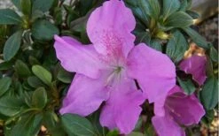 Autumn Lilac Encore Azalea - 1 Gallon Pot -Orchard Essence encore azalea autumnlilac