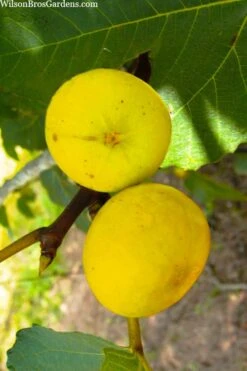 LSU Gold Fig Tree - 5 Gallon Pot -Orchard Essence ficus carica lsu gold fig tree 1