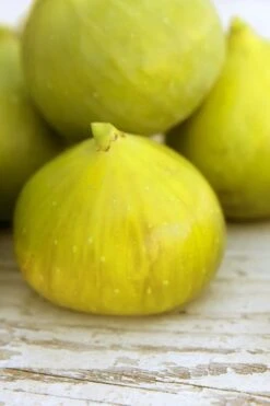 LSU Gold Fig Tree - 5 Gallon Pot -Orchard Essence ficus carica lsu gold fig tree 2