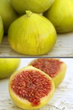 LSU Gold Fig Tree - 5 Gallon Pot