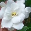 Fall In Love Cold Hardy Gardenia - 1 Gallon Pot 2 Fall In Love Cold Hardy Gardenia - 1 Gallon Pot -Orchard Essence gardenia Fall In Love WB 500x750 1