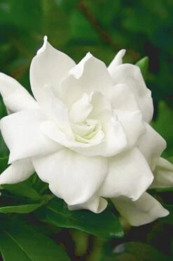 August Beauty Gardenia (Single Trunk Topiary Tree) - 5 Gallon Pot 10 August Beauty Gardenia (Single Trunk Topiary Tree) - 5 Gallon Pot -Orchard Essence gardenia august beauty 5 500x750 2
