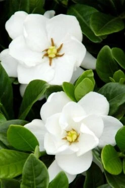 Buttons Gardenia - 3 Gallon Pot -Orchard Essence gardenia buttons 1