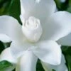 Celestial Star Gardenia - 1 Gallon Pot -Orchard Essence gardenia celestial star 1