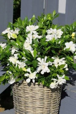 Celestial Star Gardenia - 1 Gallon Pot -Orchard Essence gardenia celestial star 3