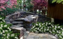 Celestial Star Gardenia - 1 Gallon Pot -Orchard Essence gardenia celestial star 5