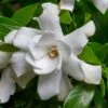 Fool Proof Gardenia - 3 Gallon Pot -Orchard Essence gardenia fool proof 1 1