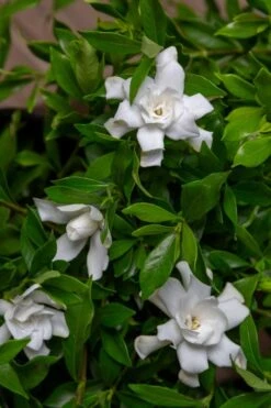 Fool Proof Gardenia - 2 Gallon Pot -Orchard Essence gardenia fool proof 4