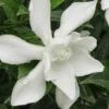 Frost Proof Gardenia - 1 Gallon Pot -Orchard Essence gardenia frost proof 15 2