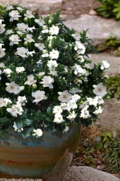 Buttons Gardenia - 6 Pack Of 1 Gallon Pots 10 Buttons Gardenia - 6 Pack Of 1 Gallon Pots -Orchard Essence gardenia jasminoides buttons 10 1