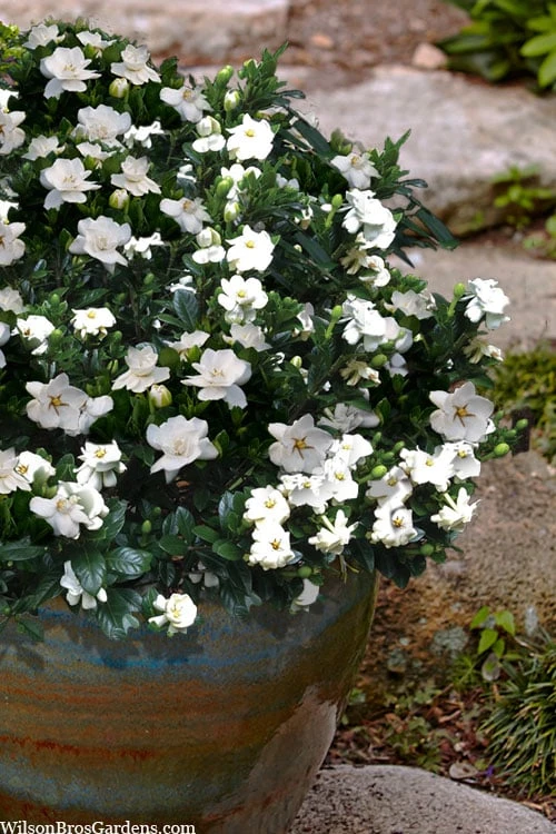Buttons Gardenia - 6 Pack Of 1 Gallon Pots 6 Buttons Gardenia - 6 Pack Of 1 Gallon Pots - Image 4