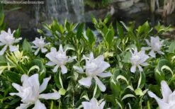 Crescent Moon Dwarf Gardenia - 6 Pack Of 1 Gallon Pots 11 Crescent Moon Dwarf Gardenia - 6 Pack Of 1 Gallon Pots -Orchard Essence gardenia jasminoides crescent moon dwarf creeping 2 1