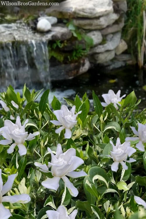 Crescent Moon Dwarf Gardenia - 6 Pack Of 1 Gallon Pots 3 Crescent Moon Dwarf Gardenia - 6 Pack Of 1 Gallon Pots