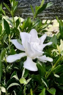 Crescent Moon Dwarf Gardenia - 6 Pack Of 1 Gallon Pots 10 Crescent Moon Dwarf Gardenia - 6 Pack Of 1 Gallon Pots -Orchard Essence gardenia jasminoides crescent moon dwarf creeping 6 1