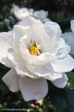 Crown Jewel Gardenia - 1 Gallon Pot -Orchard Essence gardenia jasminoides crown jewel 11 1