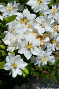 Snow Flurry Hardy Gardenia - 1 Gallon Pot -Orchard Essence gardenia jasminoides snow flurry 2