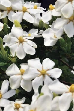Snow Girl Hardy Dwarf Gardenia - 3 Gallon Pot 11 Snow Girl Hardy Dwarf Gardenia - 3 Gallon Pot -Orchard Essence gardenia jasminoides snow girl 1