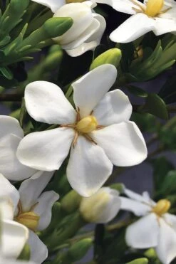 Snow Girl Hardy Dwarf Gardenia - 3 Gallon Pot 12 Snow Girl Hardy Dwarf Gardenia - 3 Gallon Pot -Orchard Essence gardenia jasminoides snow girl 2