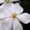 Snow Girl Hardy Dwarf Gardenia - 3 Gallon Pot -Orchard Essence gardenia jasminoides snow girl 4