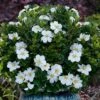 Snow Globe Gardenia - 3 Gallon Pot -Orchard Essence gardenia jasminoides snow globe 1