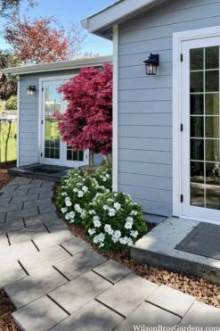 Snow Globe Gardenia - 1 Gallon Pot -Orchard Essence gardenia jasminoides snow globe 3 1