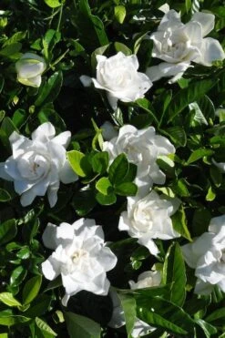 Snow Puff Hardy Gardenia - 7 Gallon Pot -Orchard Essence gardenia jasminoides snow puff 2