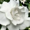 Snow Puff Hardy Gardenia - 1 Gallon Pot -Orchard Essence gardenia jasminoides snow puff 4 2