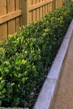 Summer Snow Gardenia - 3 Gallon Pot 13 Summer Snow Gardenia - 3 Gallon Pot -Orchard Essence gardenia jasminoides summer snow 11