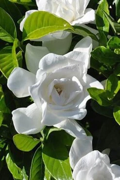 Summer Snow Gardenia - 3 Gallon Pot 14 Summer Snow Gardenia - 3 Gallon Pot -Orchard Essence gardenia jasminoides summer snow 4