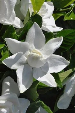 Summer Snow Gardenia - 3 Gallon Pot 16 Summer Snow Gardenia - 3 Gallon Pot -Orchard Essence gardenia jasminoides summer snow 5