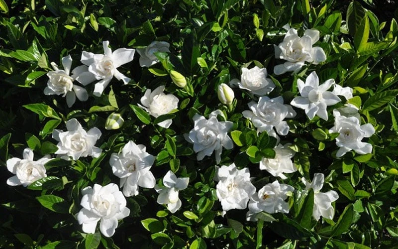 Summer Snow Gardenia - 3 Gallon Pot 8 Summer Snow Gardenia - 3 Gallon Pot - Image 6