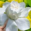 Gold Doubloon Gardenia - 1 Gallon Pot 1 Gold Doubloon Gardenia - 1 Gallon Pot -Orchard Essence gardenia ogon no hana gold doubloon 10 1