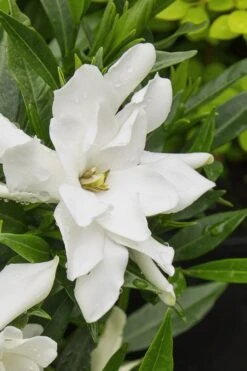 Radicans Creeping Dwarf Gardenia - 6 Pack Of 1 Gallon Pots 15 Radicans Creeping Dwarf Gardenia - 6 Pack Of 1 Gallon Pots -Orchard Essence gardenia radicans 22