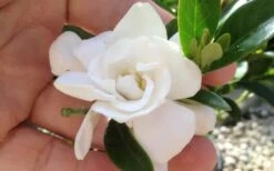 Jubilation Gardenia - 5 Gallon Pot -Orchard Essence gardeniajubilation 6