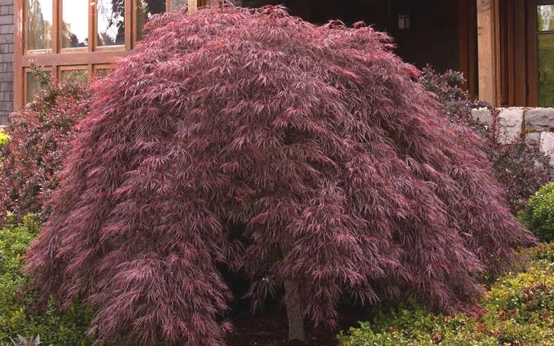 Crimson Queen Dwarf Japanese Maple - 5 Gallon Pot 6 Crimson Queen Dwarf Japanese Maple - 5 Gallon Pot - Image 4