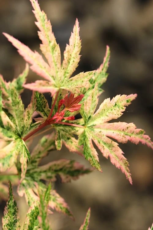 Radiant Variegated Japanese Maple - 3 Gallon Pot 3 Radiant Variegated Japanese Maple - 3 Gallon Pot