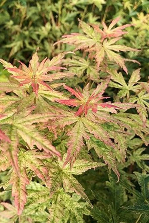 Radiant Variegated Japanese Maple - 3 Gallon Pot 6 Radiant Variegated Japanese Maple - 3 Gallon Pot - Image 4