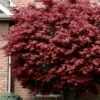 Bloodgood Red Leaf Japanese Maple - 5 Gallon Pot (4-5') -Orchard Essence japanese maple bloodgood 10