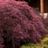 Crimson Queen Dwarf Japanese Maple - 1 Gallon Pot -Orchard Essence japanese maple crimson queen 24 2