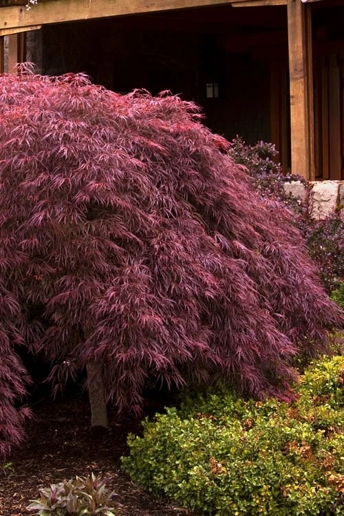 Crimson Queen Dwarf Japanese Maple - 5 Gallon Pot 3 Crimson Queen Dwarf Japanese Maple - 5 Gallon Pot