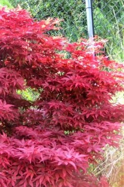 Fireglow Red Leaf Japanese Maple - 3 Gallon Pot -Orchard Essence japanese maple fireglow 11