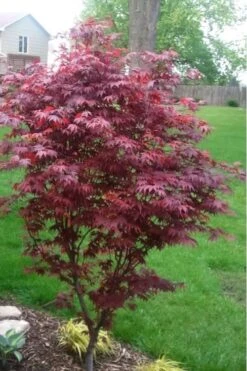 Fireglow Red Leaf Japanese Maple - 5 Gallon Pot (3-4') 14 Fireglow Red Leaf Japanese Maple - 5 Gallon Pot (3-4') -Orchard Essence japanese maple fireglow 12 1