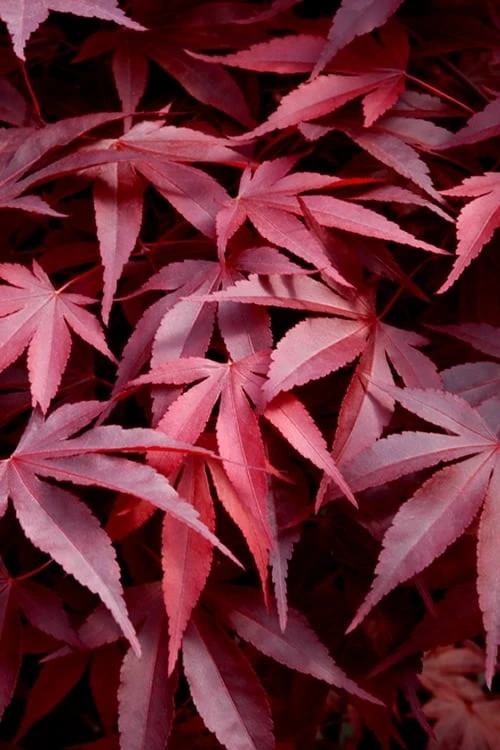 Fireglow Red Leaf Japanese Maple - 5 Gallon Pot (3-4') 3 Fireglow Red Leaf Japanese Maple - 5 Gallon Pot (3-4')