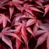 Fireglow Red Leaf Japanese Maple - 3 Gallon Pot -Orchard Essence japanese maple fireglow 13