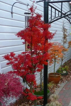 Lions Head Japanese Maple (Acer Palmatum 'Shishigashira') - 2.5 Gallon Pot -Orchard Essence japanese maple lions head shishigashira 3 2