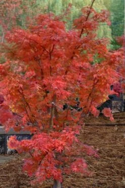 Lions Head Japanese Maple - Acer Palmatum 'Shishigashira' - 5 Gallon Pot -Orchard Essence japanese maple lions head shishigashira 4