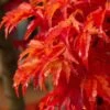 Lions Head Japanese Maple - Acer Palmatum 'Shishigashira' - 5 Gallon Pot 1 Lions Head Japanese Maple - Acer Palmatum 'Shishigashira' - 5 Gallon Pot -Orchard Essence japanese maple lions head shishigashira 5