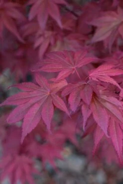 Skeeter's Broom Japanese Maple - 1 Gallon Pot -Orchard Essence japanese maple skeeters broom 8