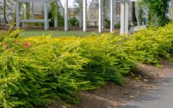 Thunderbolt Golden Box Honeysuckle - 3 Gallon Pot 13 Thunderbolt Golden Box Honeysuckle - 3 Gallon Pot -Orchard Essence lonicera nitida thunderbolt box honeysuckle 1